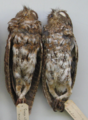 Two male Otus magicus albiventris from southern Flores - journal.pone.0053712-S1-right.png