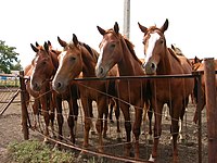 Two year old budjonny stallions in russia.jpg