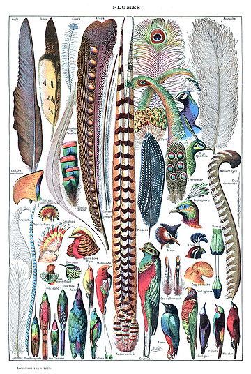 File:Types de plumes. - Larousse pour tous, -1907-1910-.jpg