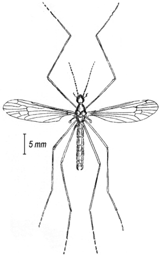 <i>Ula</i> (fly) Genus of flies