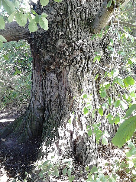 File:Ulmus glabra. Duddingston, Edinburgh (1).jpg