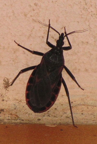 File:Unidentified Insect 3167.jpg