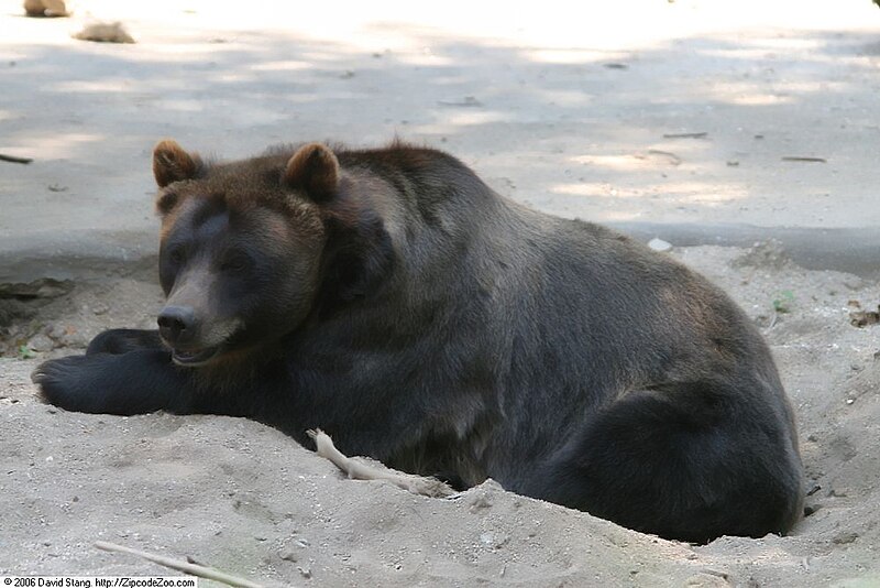 File:Ursus arctos horribilis 4zz.jpg