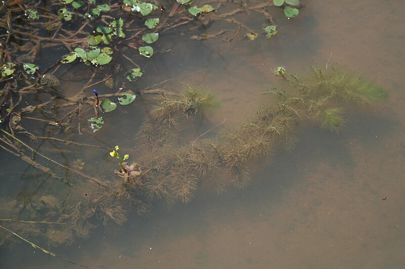 File:Utricularia inflexa var stellaris MS 10518.jpg