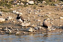 A male alongside a lapwing in Paris, France Vanellus gregarius 20190414 t1830.jpg