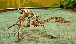 A Velociraptor mongoliensis felállított csontváza a Wyoming Dinosaur Centerben