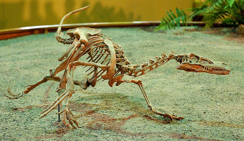 File:Velociraptor Wyoming Dinosaur Center.jpg