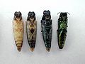 Ventral view of Emerald Ash Borers, from pupae to adult