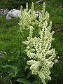 Procevin and veratramin occur, among other things, in white veratrum (Veratrum album grandiflorum).[33]