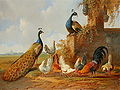 Albertus Verhoesen: Peacocks and chickens, 1882