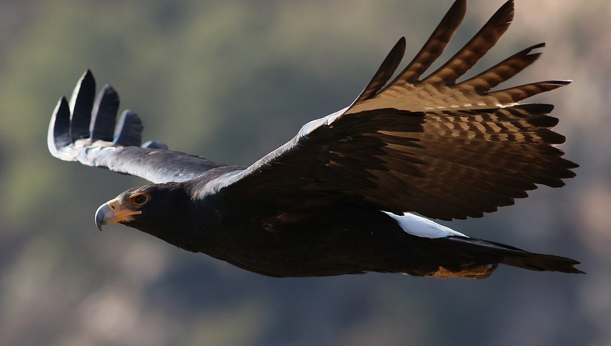 Verreaux's eagle - Wikipedia