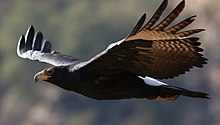 Verreaux's Eagle (Black Eagle), Aquila verreauxii, at Walter Sisulu National Botanical Garden, Gauteng, South Africa (28825027073).jpg