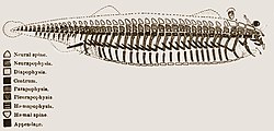 El arquetipo vertebrado según Richard Owen (1847)