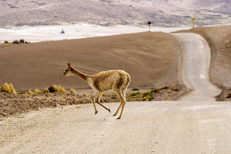 File:Vicuña Vigogne El Tatio 4200m Chile Luca Galuzzi 2006.jpg