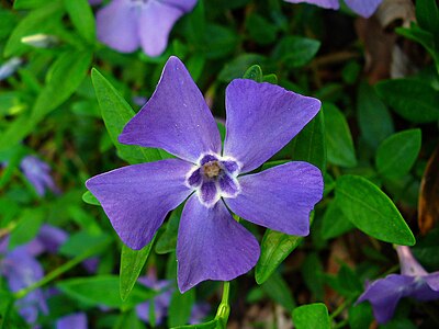 Vinca minor Flower