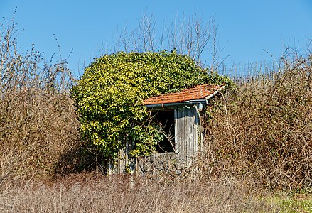 Vineyard cottage Weingarten Germany