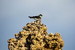 Thumbnail for File:Violet-green swallow (48114380651).jpg