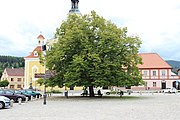 Čeština: Vzrostlý strom na náměstí Svobody ve Vlachově Březí.