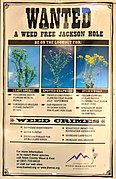 Wanted Weed Free Jackson Hole