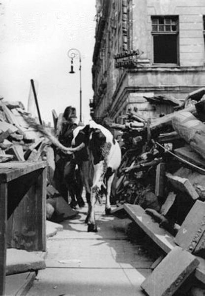 File:Warsaw Uprising by Lokajski - Cow at Nowy Świat - 4061.jpg