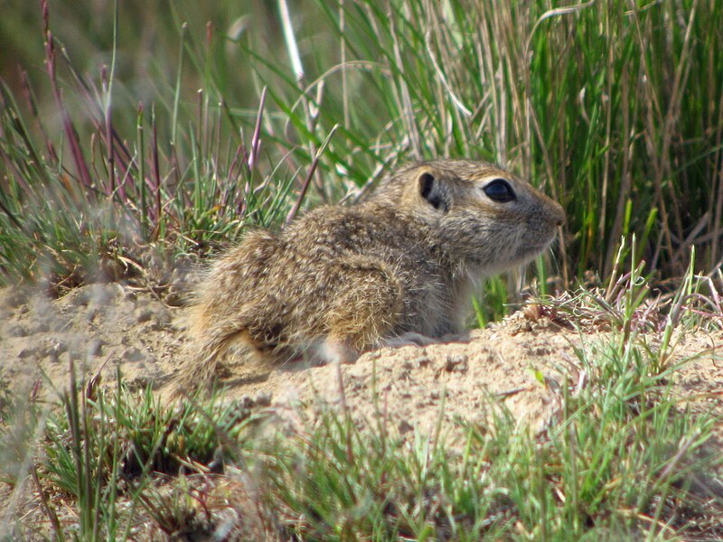 File:Washington Ground Squirrel Pup - Flickr - GregTheBusker.jpg