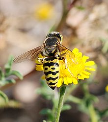 Wasp August 2007-26.jpg