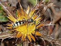   Colpa sexmaculata, male (Scoliidae)