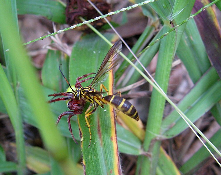 File:Wasp predating spider.jpg