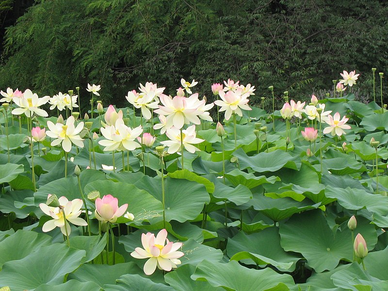 File:Water lilies (1).JPG