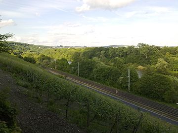 Maintal Blick aus den Schweinfurter Weinbergen auf urwaldähnliche Auwälder