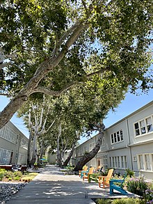 Howard Hughes centered his airport buildings around an allee of native Western sycamores; their trunk circumferences suggest they date to the early 19th century Western sycamore trees Hercules East Campus.jpg