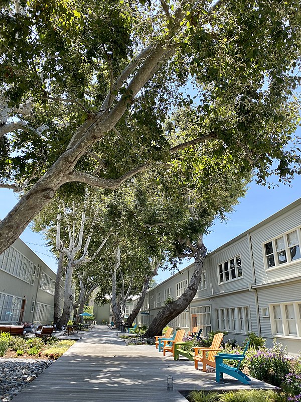 Allée of Western sycamore (Platanus racemosa) at Hercules East Campus