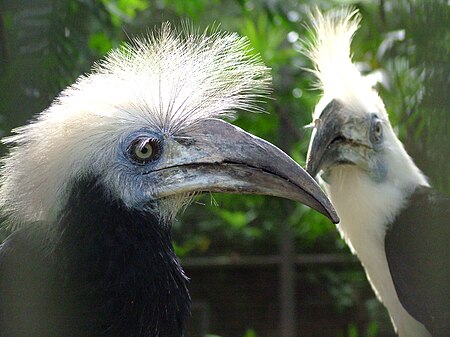 Fail:White-crowned_Hornbill_(Aceros_comatus)_-pair-6a.jpg