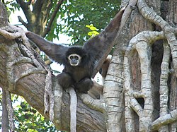 Hvithåndgibbon: Biologi, Referanser, Eksterne lenker