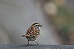 Thumbnail for File:White-throated sparrow resting.jpg