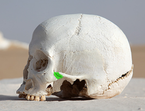 WhiteDesertSkullCropped - Zygomaticotemporal suture green.png