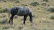Unbranded and unclaimed horses on public lands in the Red Desert are protected by the Wild and Free-Roaming Horses and Burros Act of 1971. Wild horse.jpg