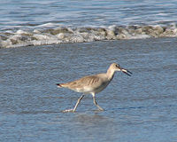 Willet feeding.jpg