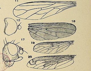 <i>Heterocheila</i> Genus of flies
