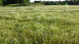 Bunga liar Padang rumput di Winnersh Meadows