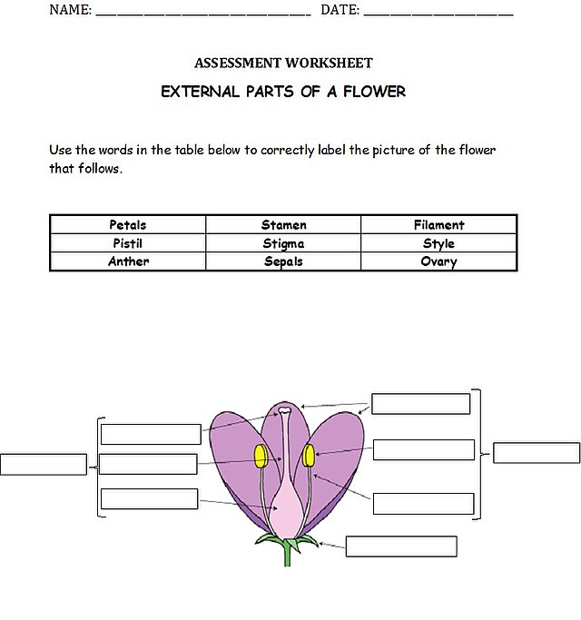 A worksheet with instructions: Use the words in the table below to correctly label the picture of the flower that follows.