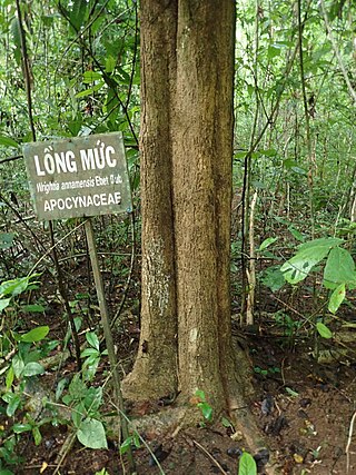 <i>Wrightia annamensis</i> Species of tree