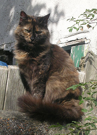 Chatte à la robe écaille de tortue.