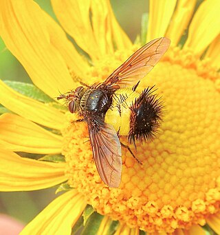 <i>Xanthoepalpus</i> Genus of flies