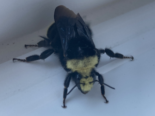 <i>Bombus vosnesenskii</i> Species of bee