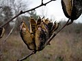 Yucca sp.