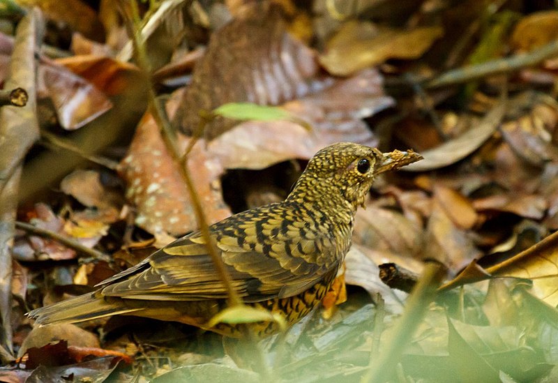 File:Zoothera imbricata, Sinharaja, Sri Lanka 1.jpg