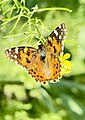 * Nomination: Vanessa cardui in Tashkent botanical garden, Yunusabad District, Tashkent, Uzbekistan. By User:26D --Красный 06:18, 31 May 2024 (UTC) * * Review needed