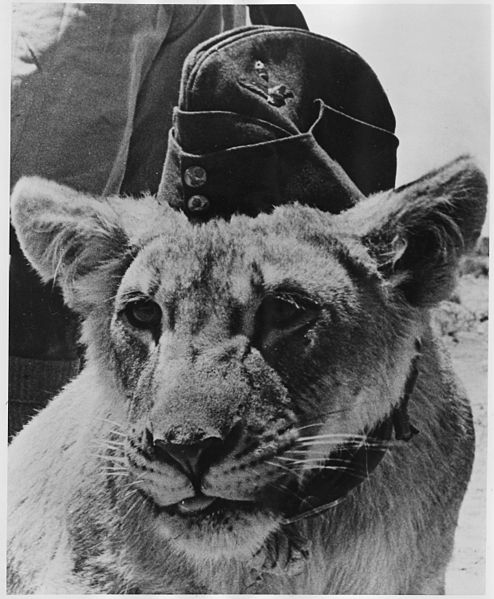 File:"Dolly" a proud "British Lioness" is fighting with allied front-line forces. She is mascot of a South African Pioneer... - NARA - 196357.jpg