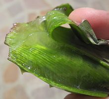 Il gel di Aloe vera è utilizzato per succhi di frutta o prodotti cosmetici